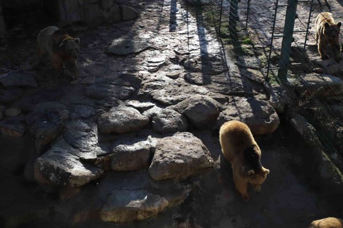 Gaziantep’te Ayılar Kış Uykusunu Unuttu