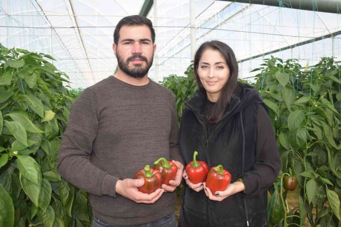 Kaliforniya Biberinin Yeni Rotası Rusya’dan Sonra Avrupa Ülkeleri