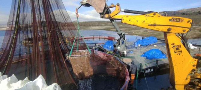 Türk Somonu Norveç Somonuna Rakip