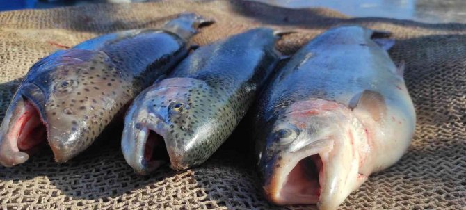 Türk Somonu Norveç Somonuna Rakip