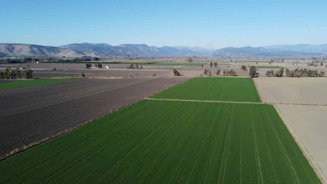 Buğday Tarlalarında Yaz Sıcağı Tehdidi
