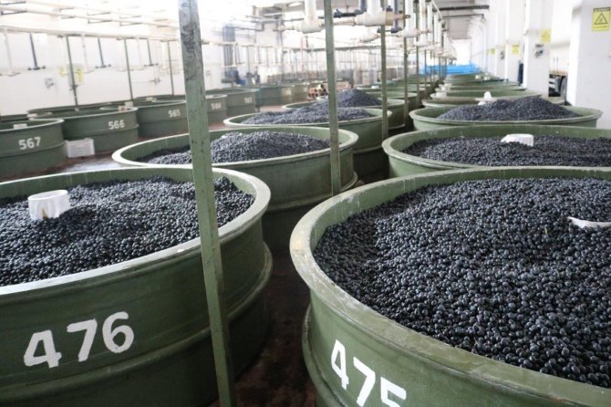 Marmarabirlik’ten 61 Milyon Liralık Ödeme