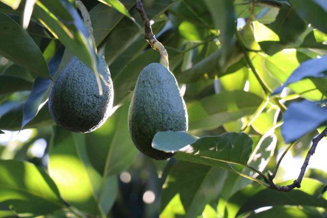 Alanya 2023 ’De Avokadoda 90 Milyon Üretim, 30 Milyon İhracat Hedefliyor