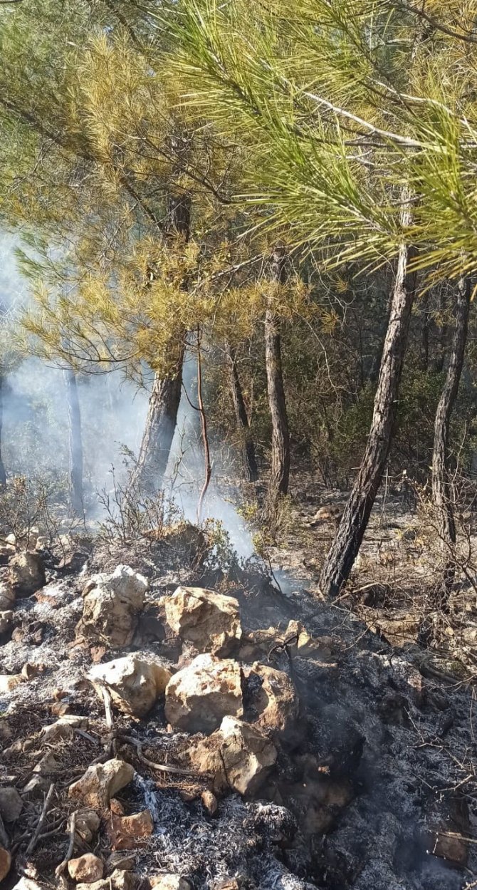 Antalya’da Çıkan Orman Yangını Büyümeden Söndürüldü