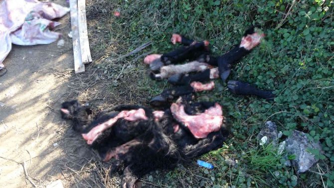 Boş Araziye Atılmış Büyükbaş Hayvan Deri Ve Sakatatları Jandarmayı Harekete Geçirdi
