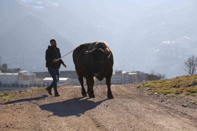 Artvin’de Heykeli Yapılan Şampiyon Boğa 500 Bin Liraya Satıldı