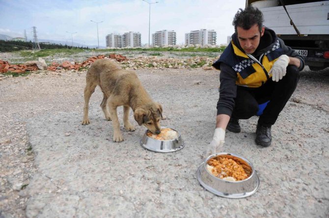 Buca Belediyesi, Bir Yılda 12 Bin Can Dostuna Kucak Açtı