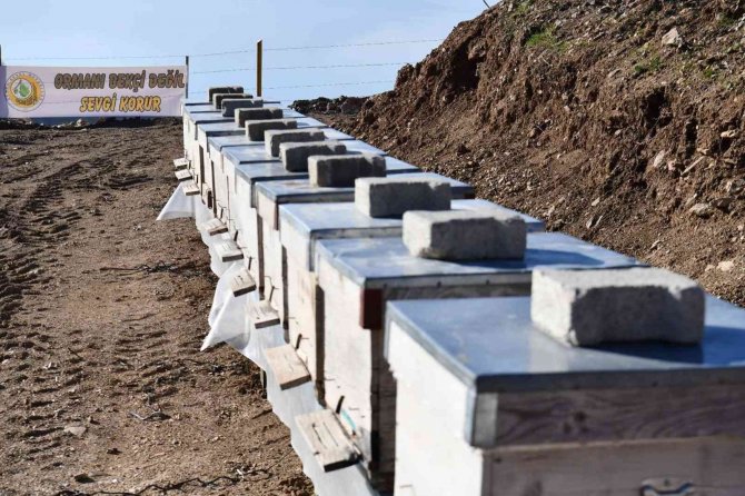 Köyde Bal Ormanı Oluşturuldu