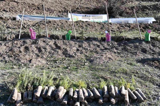 Köyde Bal Ormanı Oluşturuldu