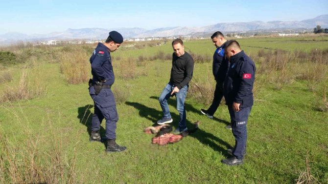 Boş Araziye Atılmış Büyükbaş Hayvan Deri Ve Sakatatları Jandarmayı Harekete Geçirdi