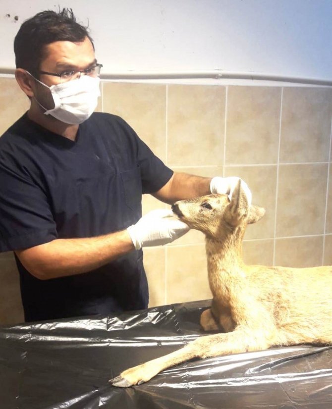 Safranbolu’da 119 Sokak Hayvanı Sahiplendirildi