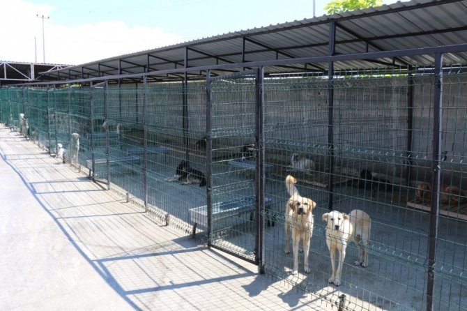 Safranbolu’da 119 Sokak Hayvanı Sahiplendirildi