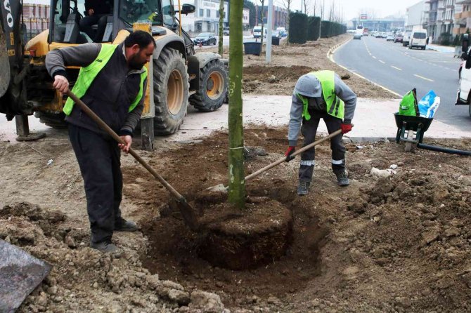 Londra Çınarları Şehit İ̇lhan Aras’a Güzellik Katacak