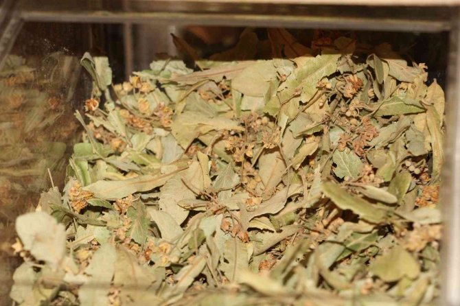 Soğuk Hava Doğal Şifa Deposu Ihlamura İlgiyi Arttırdı