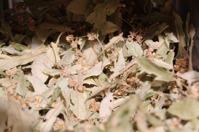 Soğuk Hava Doğal Şifa Deposu Ihlamura İlgiyi Arttırdı