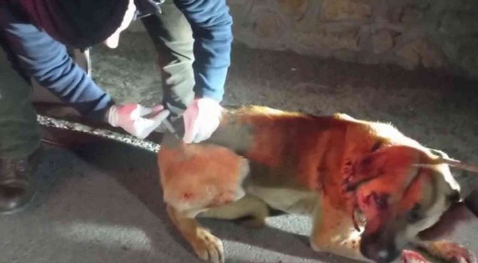 Yaralı Buldukları Köpeği Yolda Bırakmadılar
