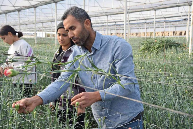 Tanesi 2 İle 5 Tl Arasında Satılıyor, Kimse Yetiştirmeye Cesaret Edemiyor