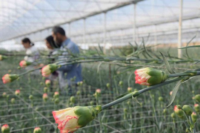 Tanesi 2 İle 5 Tl Arasında Satılıyor, Kimse Yetiştirmeye Cesaret Edemiyor