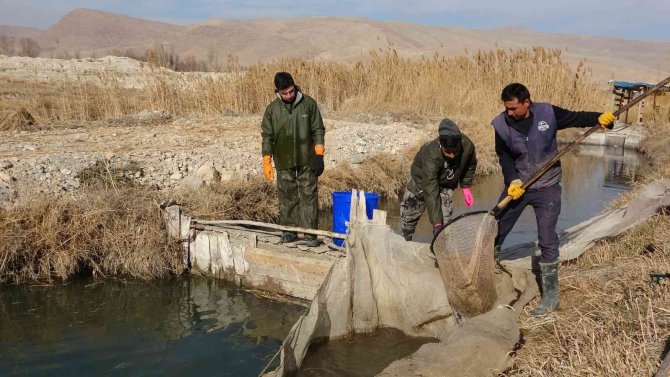 Yılda 3 Bin 950 Ton Üretimin Yapıldığı Tesislerde Alabalık Sağımı