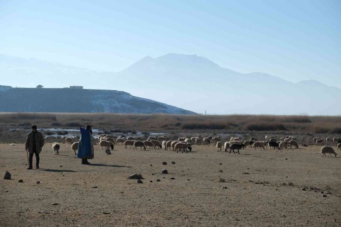 Zemheri Ayında Kar Yağmayınca Küçükbaş Hayvanlar Yeniden Meralara Çıkarıldı