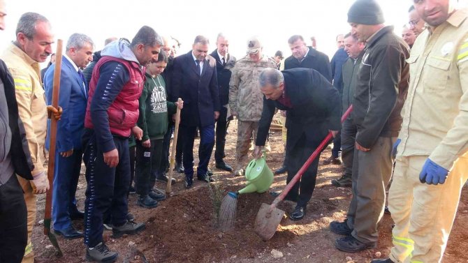 15 Temmuz Şehitleri Anısına 251 Zeytin Fidanı Dikildi