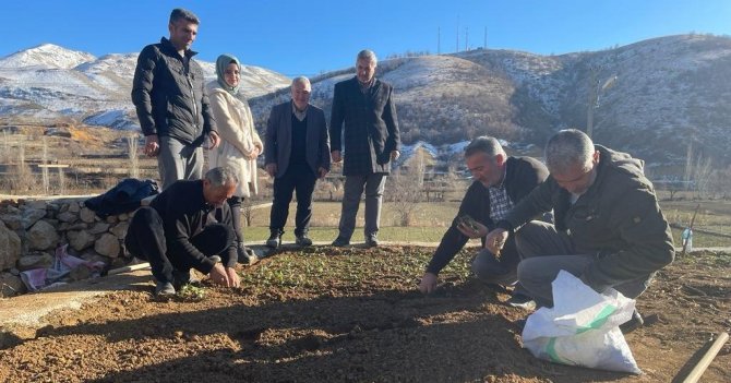 Çelikhan’da ‘Salep’ Deneniyor