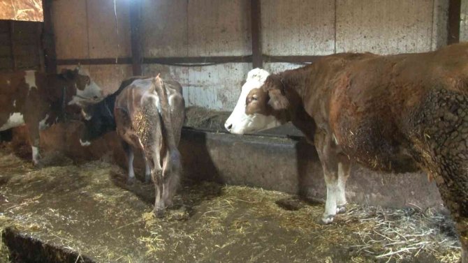 Arnavutköy’de Çoban Mahalledeki 8 Büyükbaş Hayvanı Çaldı