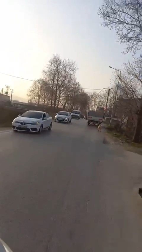 Bursa’da Kamyonete Bağladığı Köpeğe Eziyet Ederek Götürdü