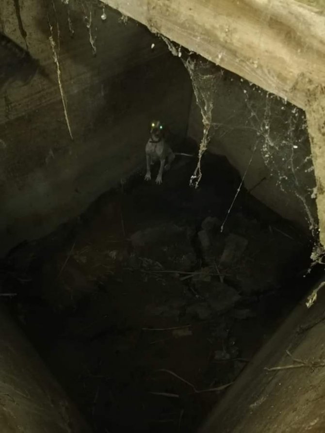 Kuyuda Mahsur Kalan Köpeği İtfaiye Kurtardı