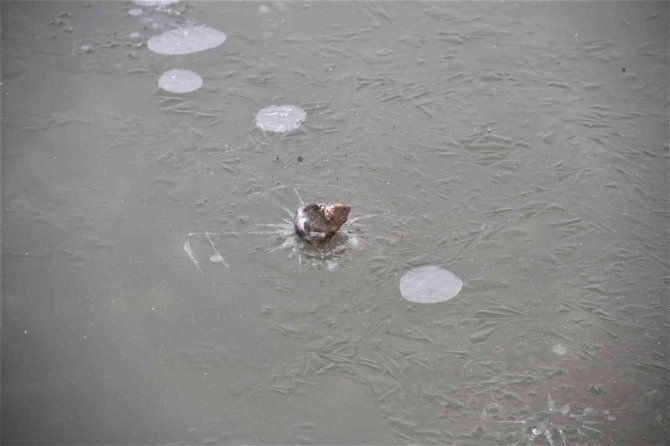 Elazığ’da Havuzlar Dondu, Bayrak Buz Tuttu