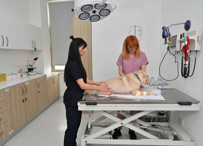 Ydu Hayvan Hastanesi Başhekimliğine Dr. Mehmet İ̇sfendiyaroğlu Getirildi