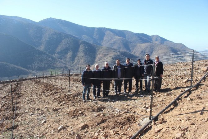 Bahçe’de Telli Terbiye Sistemli Üzüm Bahçesi Kuruldu