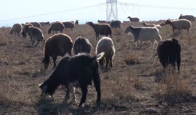 Muş’ta Karsız Kış Hayvan Sahiplerini Sevindirdi