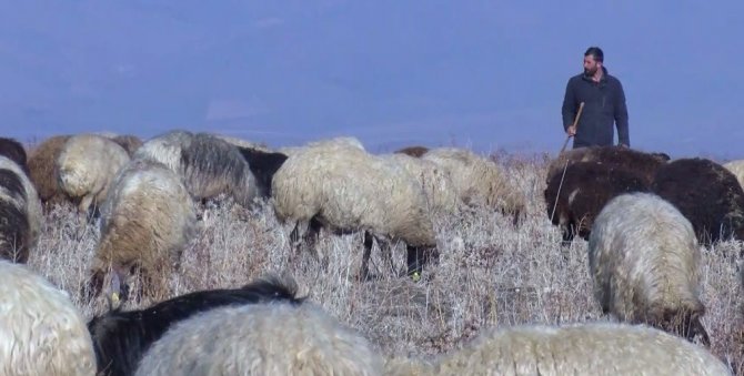 Muş’ta Karsız Kış Hayvan Sahiplerini Sevindirdi