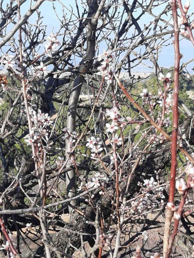 Yalancı Bahara Aldanan Badem Ağaçları Çiçek Açtı