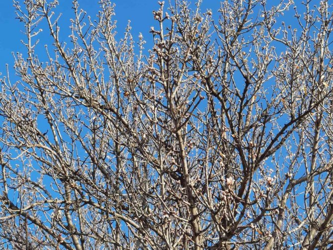 Yalancı Bahara Aldanan Badem Ağaçları Çiçek Açtı