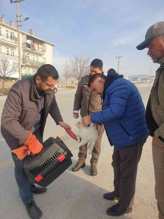 Kedinin İmdadına Haydi̇ Ekipleri Yetişti