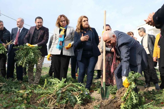 3 Ayda Hasat Vakti Geldi, Kilosu 60 Liradan Satılıyor