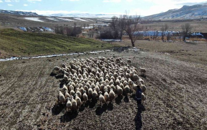 Kar Yağmayınca Küçükbaş Hayvanlar Meralarda Otlamaya Devam Etti