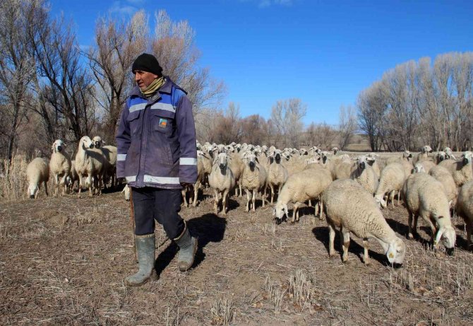 Kar Yağmayınca Küçükbaş Hayvanlar Meralarda Otlamaya Devam Etti