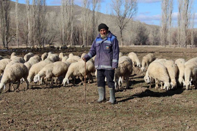 Kar Yağmayınca Küçükbaş Hayvanlar Meralarda Otlamaya Devam Etti