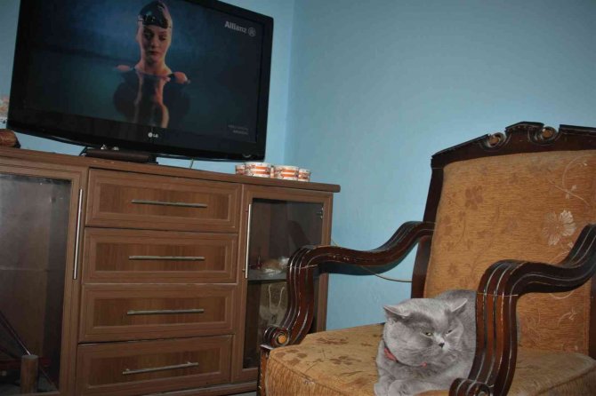 9 Kiloluk ’Çiko’ Zayıflamak İçin Diyete Başladı