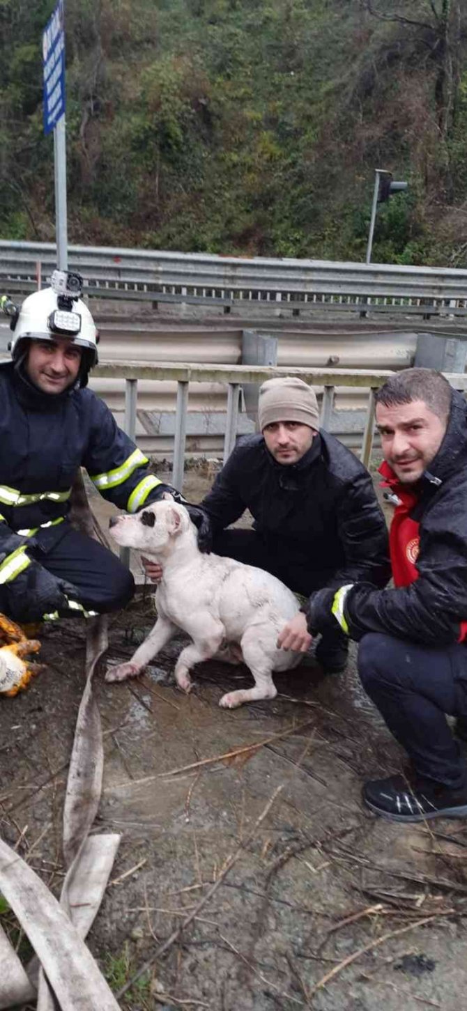 Dereye Düşen Köpeği İtfaiye Ekipleri Kurtardı