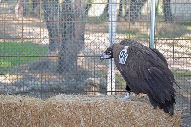 Yunanistan’da Halkalanan Nesli Tükenmekte Olan Kara Akbaba Tedavi Altında Alındı