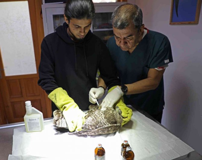 Yunanistan’da Halkalanan Nesli Tükenmekte Olan Kara Akbaba Tedavi Altında Alındı