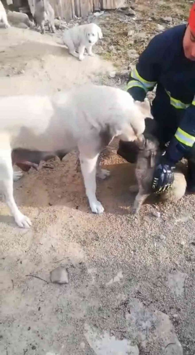 Kanyona Düşen Yavru Köpek İtfaiye Ekipleri Tarafından Kurtarıldı