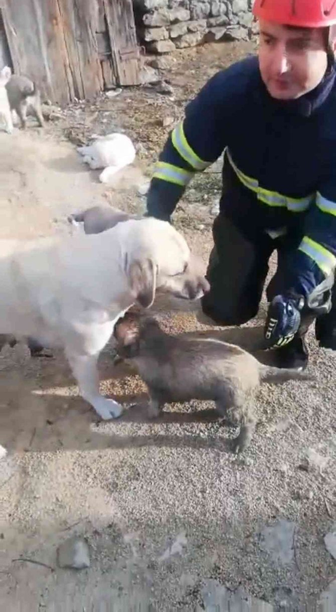 Kanyona Düşen Yavru Köpek İtfaiye Ekipleri Tarafından Kurtarıldı