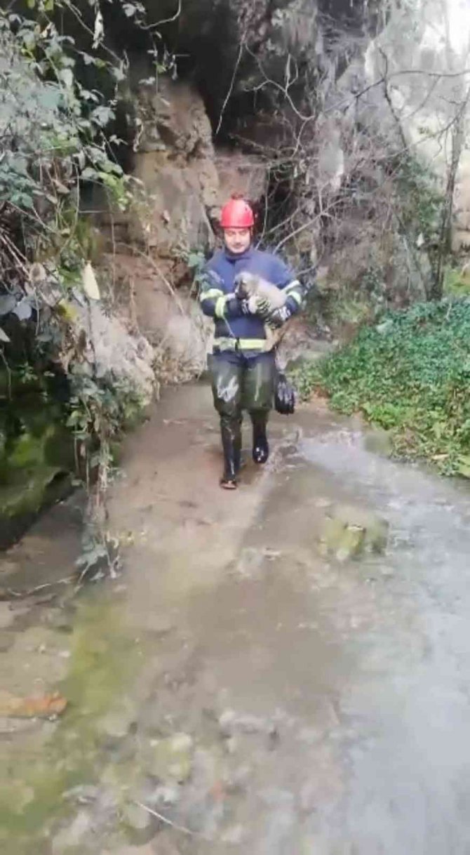 Kanyona Düşen Yavru Köpek İtfaiye Ekipleri Tarafından Kurtarıldı