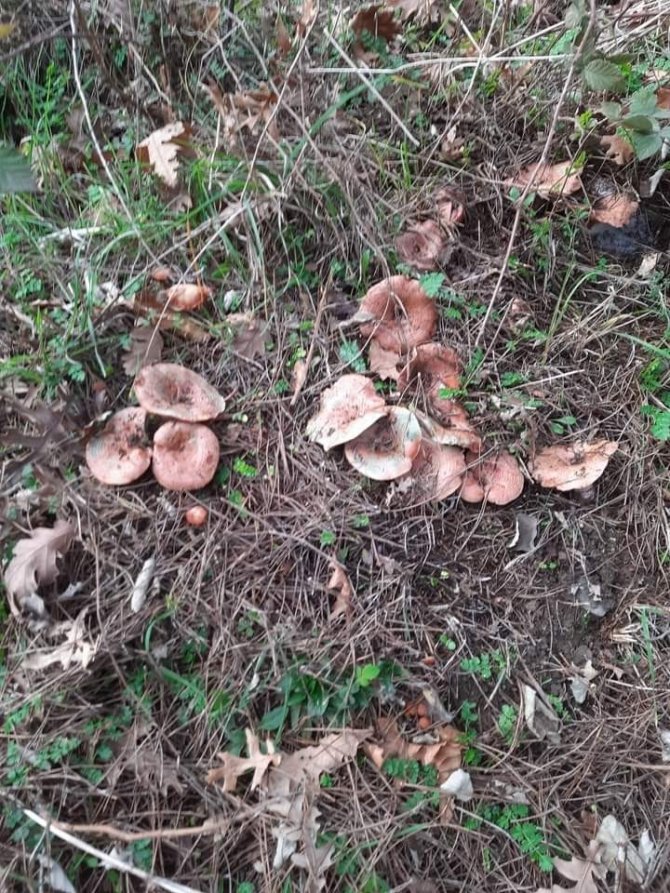 Burhaniye’de Melki Sezonu Devam Ediyor