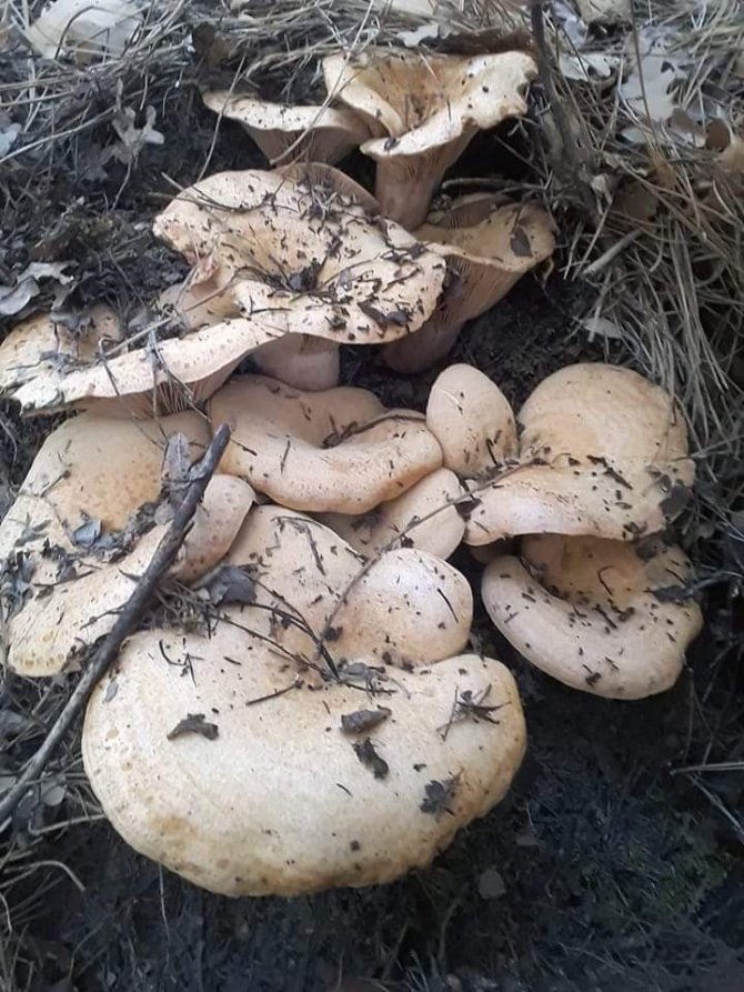 Burhaniye’de Melki Sezonu Devam Ediyor